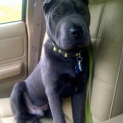 A wrinkly looking, black Miniature Shar-Pei dog is sitting in the tan cloth passenger seat of a vehicle.