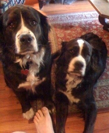 Two black with white Mountain Bulldogs are sitting and laying on a rug. They both are looking up. There is a person's bare foot in front of them.