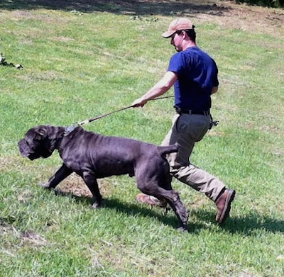 Neapolitan Mastiff Size Chart