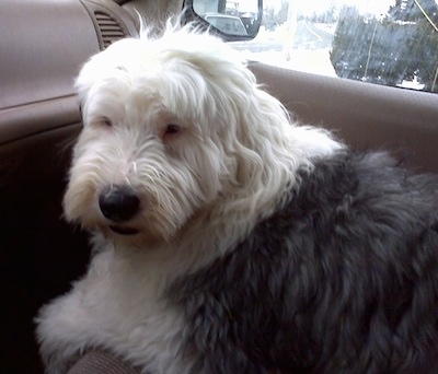 Antiguo pastor inglés (Bobtail)  English sheepdog puppy, Old english  sheepdog puppy, Old english sheepdog