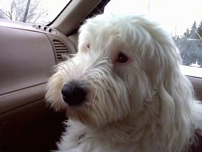 old english sheepdog blue eyes