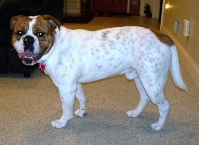 Left Profile - A white with tan Olde English Bulldogge is standing on a tan carpet and is turned to look at the camera. Its mouth is open and it looks like it is smiling. The dog's body is mostly white with tan ticking on the skin pigment