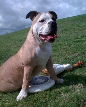 Front side view - A wide-chested - tan with white Olde English Bulldogge is sitting outside on a hill on a cloudy day looking forward. Its mouth is open and big tongue is out. There is a frisbee under it and a rubber chicken toy in a Marilyn Monroe dress laying in the grass next to it.