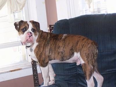Side view - A brown brindle with white Olde English Bulldogge is standing on a couch with its front paws up on  the arm in front of a window and it is looking back. Its nose is mostly pink with some black on it.