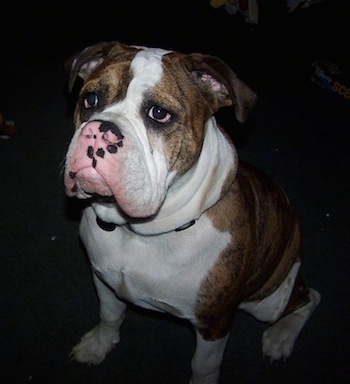 Front side view - A wide-chested, big-headed, extra skinned, brown brindle with white Olde English Bulldogge is sitting down looking up. Its nose is mostly pink with some black on it and it has a lot of extra skin on its neck and lips.
