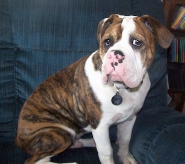 Side view - A brown brindle with white Olde English Bulldogge is sitting in a blue recliner with its head turned towards the camera.