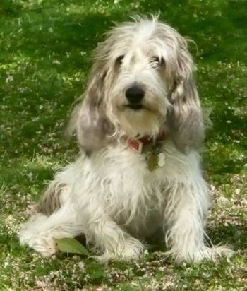 Front view - A shaggy-looking, white with black and tan Petit Basset Griffon Vendeen dog is sitting in grass and it is looking forward. Its ears are long with lots of fur on them.