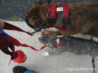Top down view of a blue-nose brindle Pit Bull Terrier puppy and a brown brindle Boxer that are being led on a walk across a sidewalk.