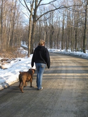 Amie and Bruno the Boxer going for a leashless walk down a dirt road with snow on the side of the road