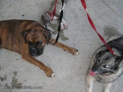 A brown brindle Boxer and a Norwegian Elkhound are laying on a concrete surface. Next to them is a sleeping blue-nose brindle Pit Bull Terrier puppy.