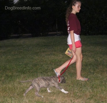 A girl in a maroon shirt is leading a blue-nose brindle Pit Bull Terrier puppy on a walk across a field.