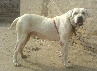 Pakistani Bull Dog Breed Information 