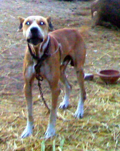 Front view - A red with white Pakistani Mastiff dog is standing in hay looking forward. Its head is up and there is a red clay bowl behind it.