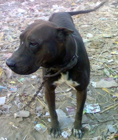 Front view - A brown with white Pakistani Mastiff is standing in dirt with trash all over it and it is looking to the left. The dog is on a chain.
