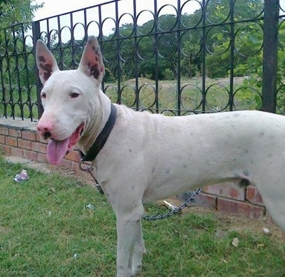 kohati bull terrier