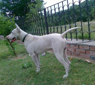 Left Profile - A perk-eared, white with black Pakistani Bull Terrier. Its mouth is open and its tongue is out.