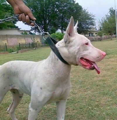 Close up right profile - A white with black Pakistani Bull Terrier is looking alert to the left. Its mouth is open and tongue is out.