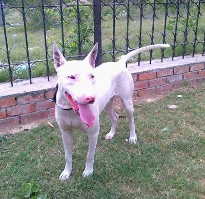 Front side view - A white Pakistani Bull Terrier is standing in grass and behind it is a small brick wall with a black medal fence on top. Its mouth is open and its tongue is out. It is looking forward.