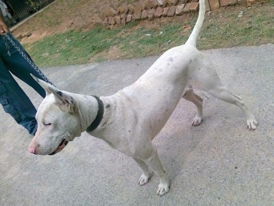 Left Profile - A white Pakistani Bull Terrier is standing on a sidewalk and it is looking to the left. There is a person holding its chain.
