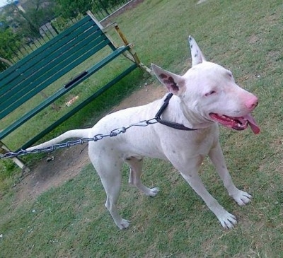 Front side view - A panting, white with black Pakistani Bull Terrier is standing in patchy grass.