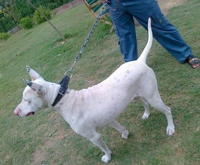 The backside of a white with black Pakistani Bull Terrier is standing in grass and behind it is a person in blue pants and black sandals holding its leash.