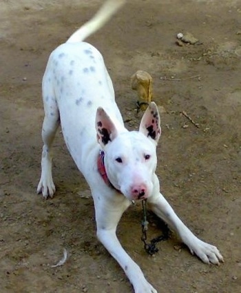 View from the top looking down at the dog - A white with black Pakistani Bull Terrier is play bowing in dirt and it is looking up. Its tail is wagging.