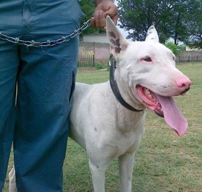 Close up front side view - A white with black Pakistani Bull Terrier is standing in grass looking to the right. Its mouth is open and tongue is out.