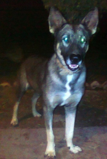 A black with white and tan Pakistani Shepherd Dog is standing on a concrete porch at night looking forward. Its mouth is slightly open.