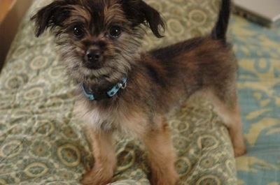 Close up front side view - A fuzzy looking, tan and black Papastzu puppy is standing on a bed and partially on top of a green and white pillow.