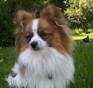 Ota selvää 61+ imagen papillon pomeranian mix