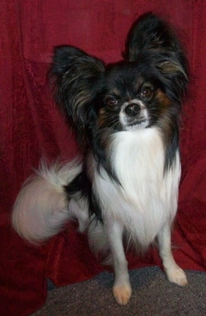 Close up front view - A long-haired white and black with brown Papillon is sitting on a red backdrop. It is looking forward and its head is tilted to the left. It has longer fringe hair on its ears and tail.