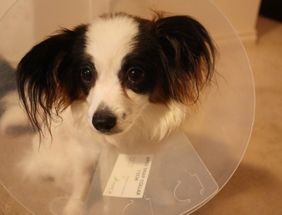 Close up head shot - A white with brown and black Papillon is wearing a neck cone looking forward.