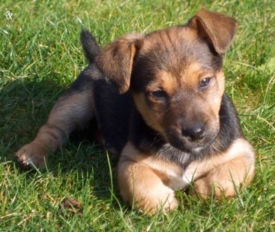 border patterdale cross for sale