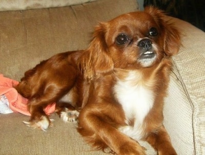 Close up - A medium-haired, red with white Peke-a-poo dog is laying in a tan arm chair looking up. It has longer hair on its ears and longer fringe hair on the back of its legs.