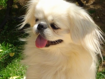 Close up head and upper body shot - A white Pekingese is sitting in the sun in grass and it is looking to the left. Its mouth is open and its tongue is out.
