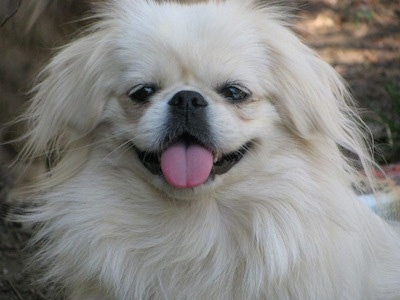 Close up front view head shot - A white Pekingese is looking forward. Its mouth is open and tongue is out.