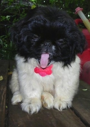 Close up - A black and white parti-colored Pekingese puppy is sitting on a table. It is looking down and it is yawning. There is a gas can next to it.