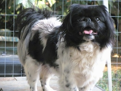 Close up front side view - A black and white parti-colored Pekingese is standing on a table and it is looking forward. 
