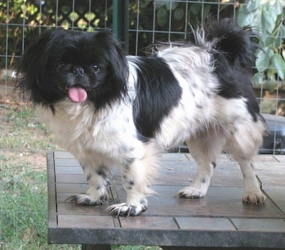 A black and white parti-colored Pekingese is standing on a table and it is looking forward. Its mouth is open and tongue is out.