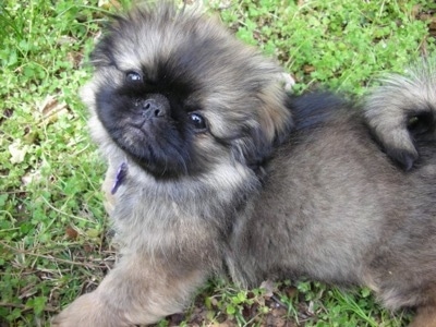 Side view - A fuzzy, gray with black, tan and white Pekingese puppy is laying across grass and it is looking up. Its head is tilted to the left and its tail is curled over its back.