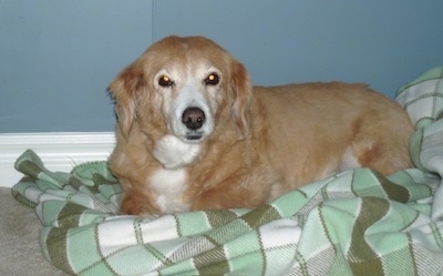 A graying, red with white Pembroke Cocker Corgi dog is laying on a green and white blanket looking forward in front of a blue wall.