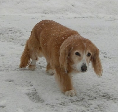 Front side view - A red with white Pembroke Cocker Corgi dog is walking across a yard that is covered in snow. The dog has snow all over its coat. It has longer fringe hair on its ears, tail and under body.