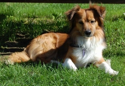 Front side view - A rose eared, medium-haired, red with white Pembroke Sheltie dog is laying in grass looking forward.