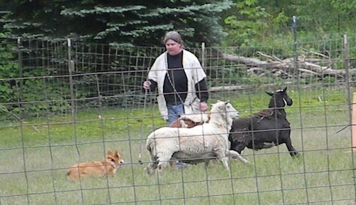 A tan with white Pembroke Welsh Corgi is running behind three sheep in a field. There is a lady standing behind them while the Corgi runs around the farm animals.