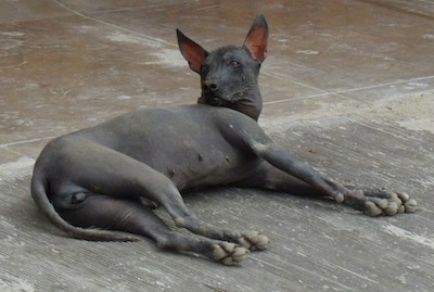 Back side view - A black Peruvian Hairless dog is laying down on a concrete ground with its head lifted up and looking back to the left. It has large perk ears.
