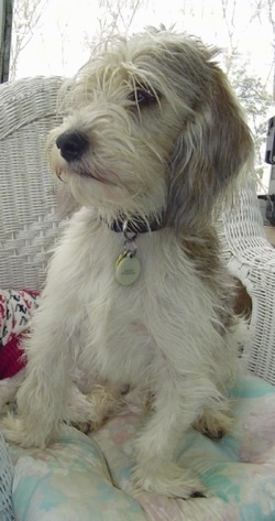 Front view - A shaggy, white with black and tan Petit Basset Griffon Vendeen dog is sitting on a pillow in a white wicker chair looking to the left.