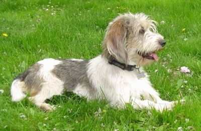 can petit basset griffon vendeen be white