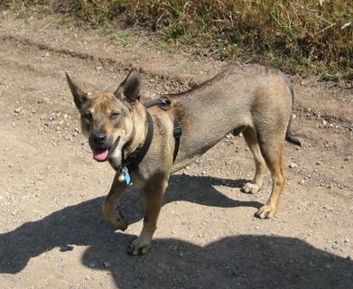 Front side view - A perk-eared, tan with black Phu Quoc Ridgeback dog is wearing a black harness standing on a dirt road and it is looking forward. Its tongue is showing and it has one front paw in the air.
