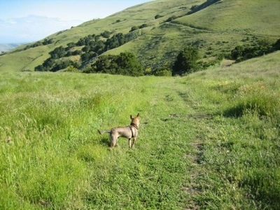 Side view - The backside of a tan with brown and black Phu Quoc Ridgeback is standing in grass and it is looking into the hills in the distance.