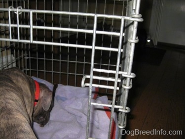 The back of a blue-nose brindle Pit Bull Terrier puppy that is being led into a crate.